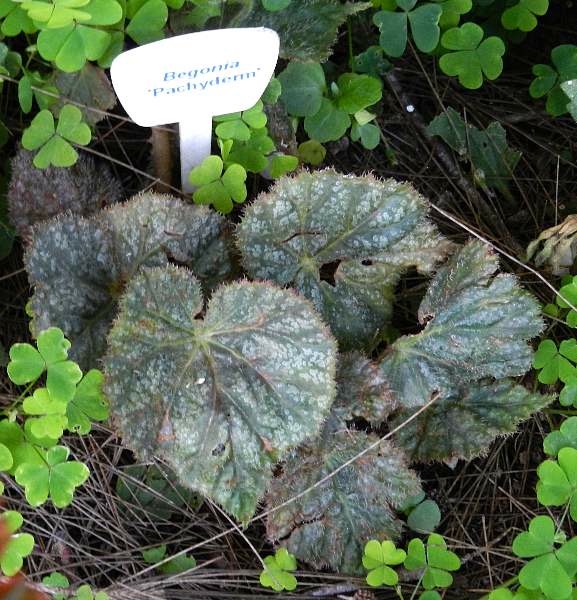 B. ‘Pachyderm’
